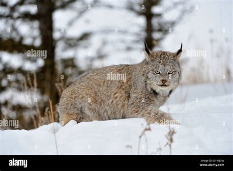 Canada Lynx Lynx Canadensis Captive Raised Specimen Bozeman Montana