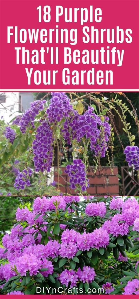 18 Purple Flowering Shrubs Thatll Beautify Your Garden Tasteandcraze