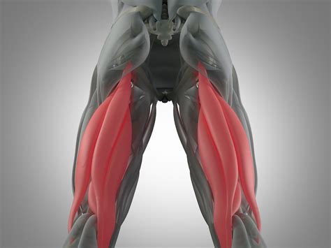 Músculos Isquiotibiales Totalphysio