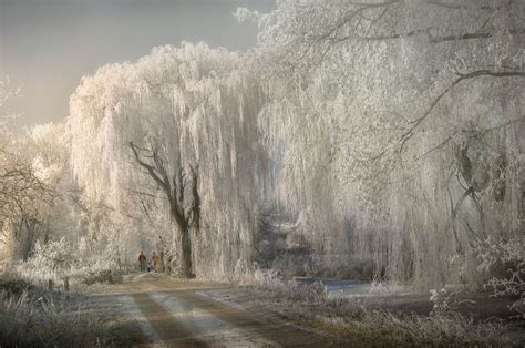 Photograph The Willow Tree By Jhanna On 500px Tree Photography
