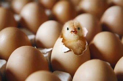 Poultry Producers Import Hatching Eggs From Europe The Chronicle