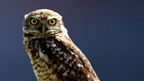 9 Superb Owl Facts You Need To Know Vox