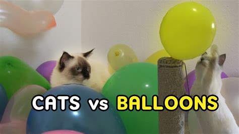 Cats Vs Balloons Ragdoll Cats Animal Cuteness Overload Youtube
