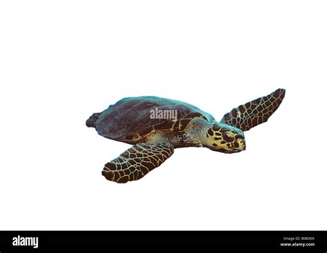 Eretmochelys Imbricata Hawksbill Turtle Carey Turtle Reptile Red Sea