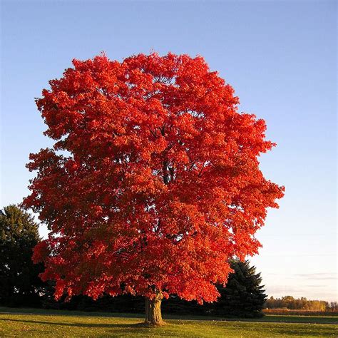 American Red Maple Tree Red Maple Tree Gardens And Yards