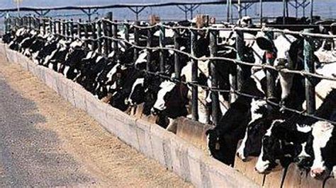 Concentrated Animal Feeding Operations Cafos The Basics