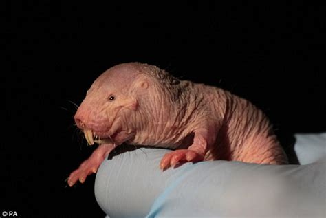 Naked Mole Rat Found To Be Able To Survive For 18 Minutes Daily Mail