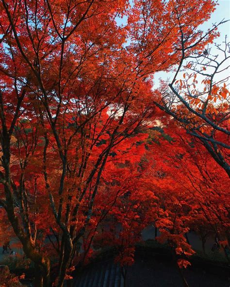 Autumn In Japan Experiencing Momijigari The Colorful Autumn Leaves In