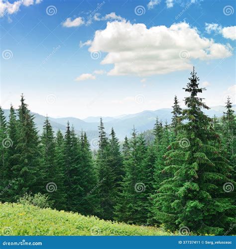 Beautiful Pine Trees Stock Image Image Of Nature Mountain 37737411