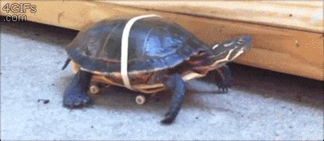 Skateboard Turtle GIF Find Share On GIPHY