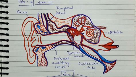 Ear External Middle Internal Internal Structure Of Ear Ear