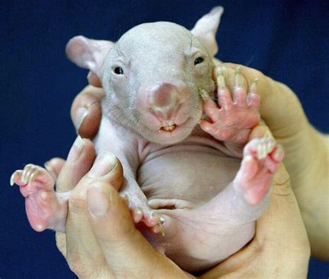 Baby Animals That Look Cute And Ugly 55 Pics