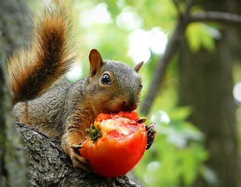 Squirrel Eating Tomato Photograph By Monique Haen