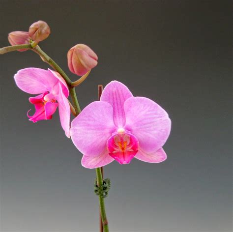 Ten Exquisite Pink Orchid Flowers For Spring Orchidaceous Orchid Blog