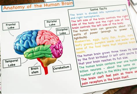 Human Brain Anatomy Printable Activity Brain Puzzle Brain Etsy
