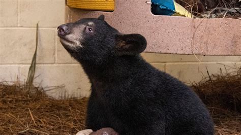 Black Bear Cub Found Orphaned In April Joins Brevard Zoo