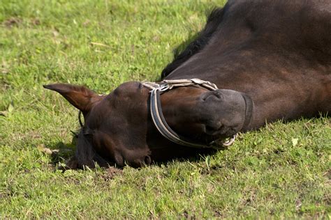Piroplasmosis In Horses Symptoms Causes Diagnosis Treatment
