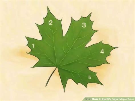 While most of the species are native to asia, quite a large number of them also grow in. Identify Sugar Maple Trees (With images) | Tree leaf ...