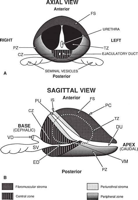 Prostate Anatomy Ultrasound