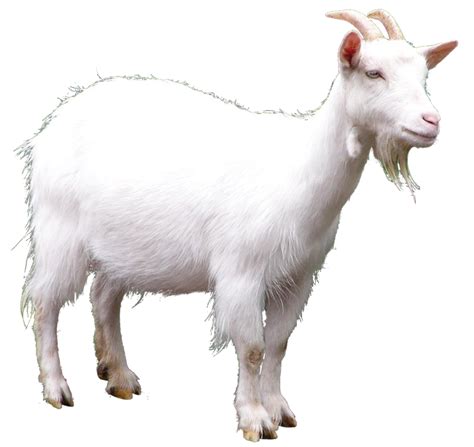 White Goat Png Image Goats Animal Categories Animals