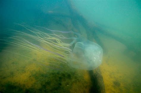 Box Jellyfish Antidote For Worlds Most Venomous Animal Potentially