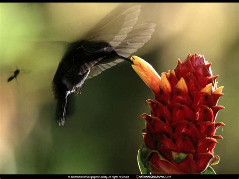 National Geographic Wallpaper Hummingbird 벌새 Display Full Image