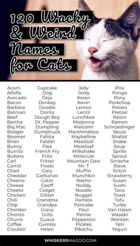 120 Wacky And Weird Names For Cats Whiskers Magoo