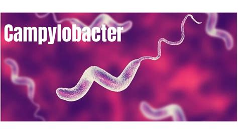Género Campylobacter Youtube