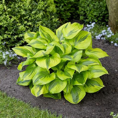 Hosta Summer Lovin Longfield Gardens Хоста растения Многолетние