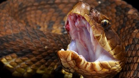 Snake In Your Mouth Jursip