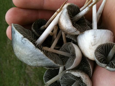 South Central Louisiana Mushroom Identification Mushroom Hunting