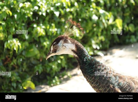 Dreamy Bird Hi Res Stock Photography And Images Alamy