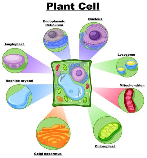 Diagram Showing Plant Cell Vector Art At Vecteezy