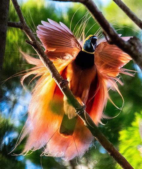 Raggiana Bird Of Paradise The National Bird Of Papua New Guinea The Male Is Displaying For A