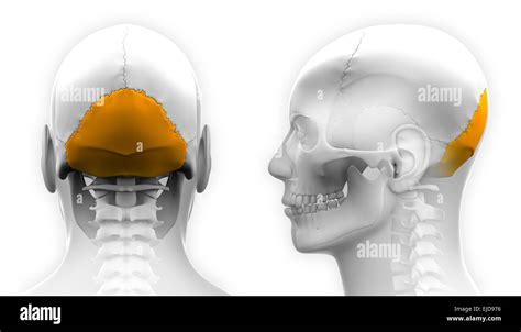 Occipital Hi Res Stock Photography And Images Alamy