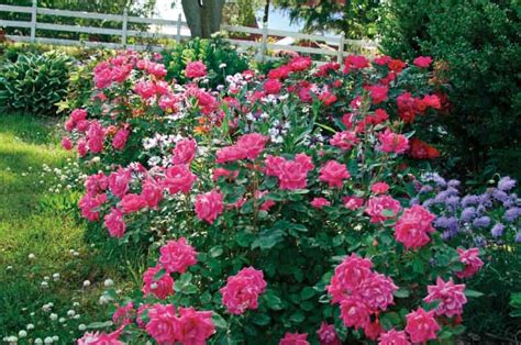 Rosa Pink Double Knock Out® Shrub Rose