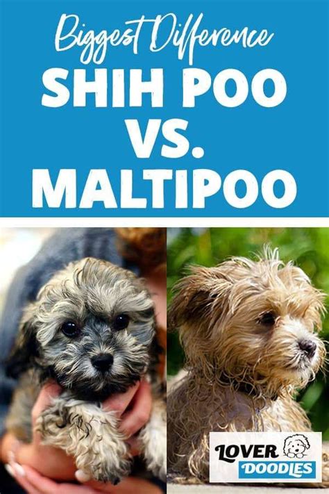 Differences Between A Shih Poo And Maltipoo Lover Doodles In 2023