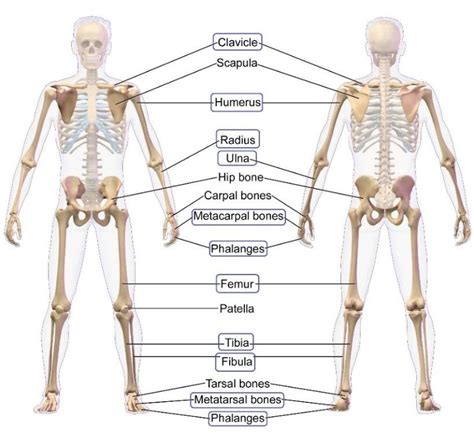 Human Bone Anatomy Diagram Skeletal System Anatomical Chart Laminated