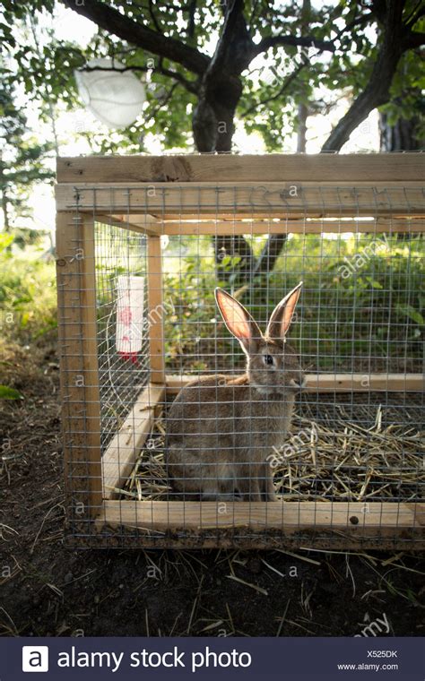 Pet Rabbit Hutch High Resolution Stock Photography And Images Alamy