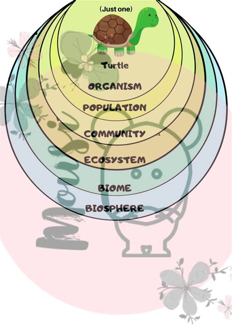 Levels Of Organization In An Ecosystem Teacha