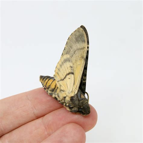 Lesser Deaths Head Hawk Moth Acherontia Styx A1 Unmounted Specimen