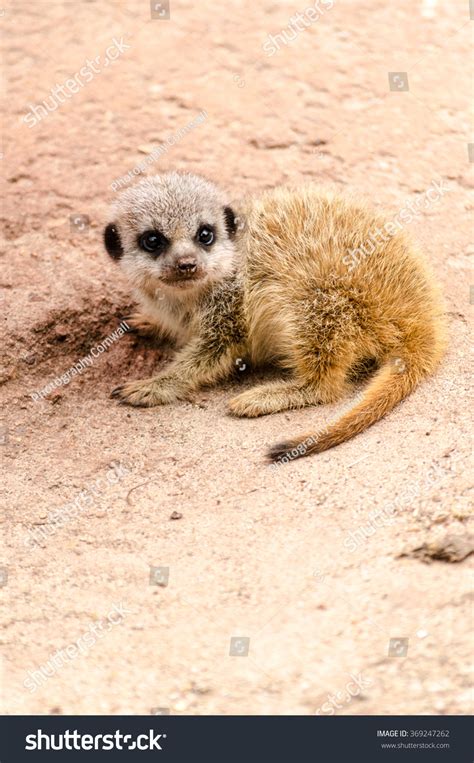 Baby Meerkat Young Pup Mongoose Mammal Stock Photo 369247262 Shutterstock