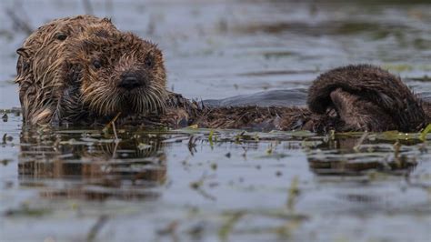 How Feral Cats Are Inadvertently Killing Californias Sea Otters