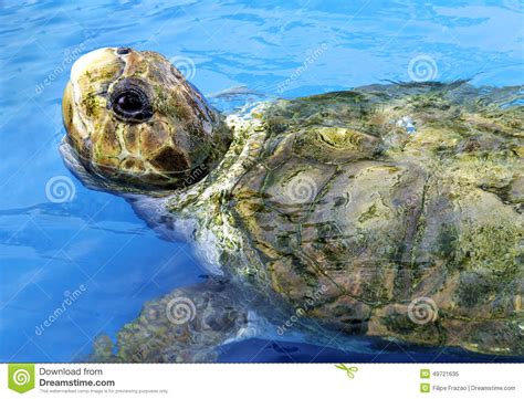 Cute Green Sea Turtle Swimming Stock Photo Image 49721635