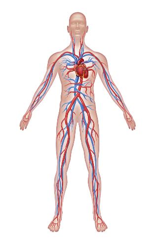 Artérias Veias artérias coronárias e principais artérias do corpo humano