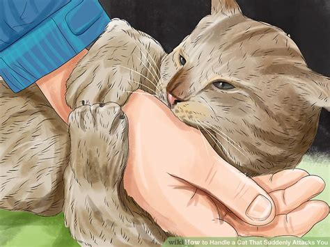 How To Handle A Cat That Suddenly Attacks You 14 Steps