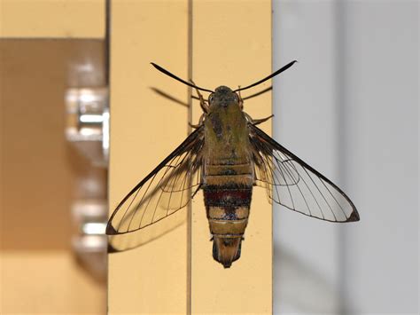 Clear Winged Hawk Moth