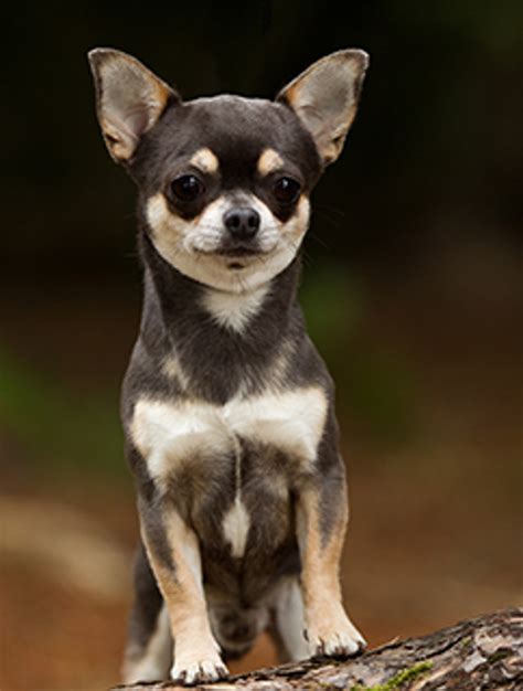 Chihuahua Smooth Coat Breeds A To Z The Kennel Club