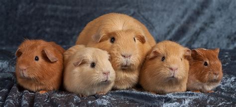 Buff And Cream Guinea Pigs Buff Ja Cream Marsuja Baby Guinea Pigs Pet