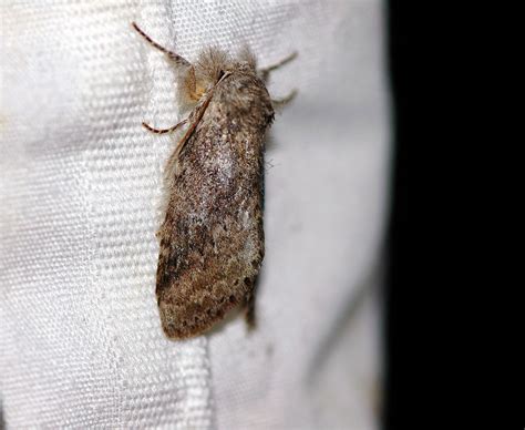 field biology in southeastern ohio prominent moths of ohio